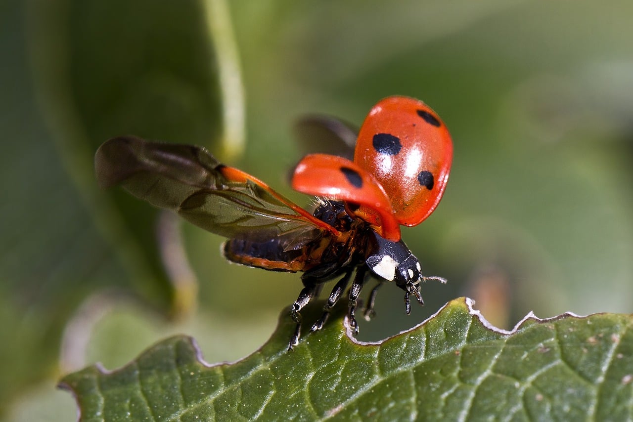 Foto van Linnaeus Trio